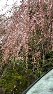2023桜開花