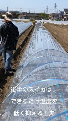 5月下旬定植テント張り