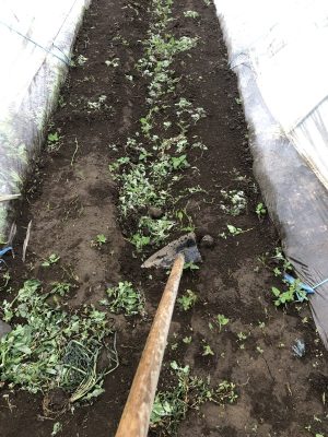 草掻き