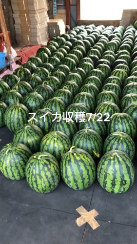 スイカ収穫7.22